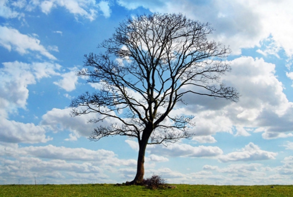 Trees Don’t Grow to the Sky