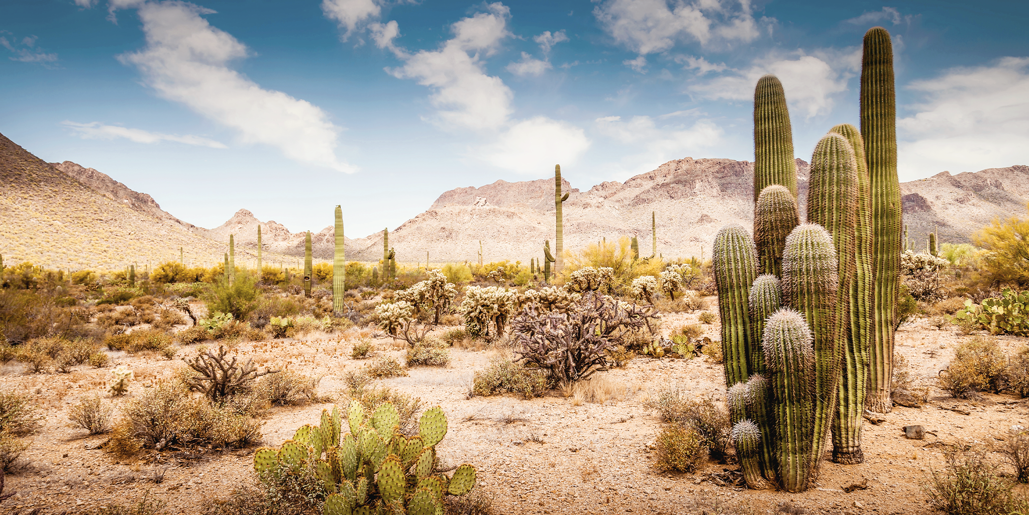 Desert landscape with cactuses and mountains in the background
