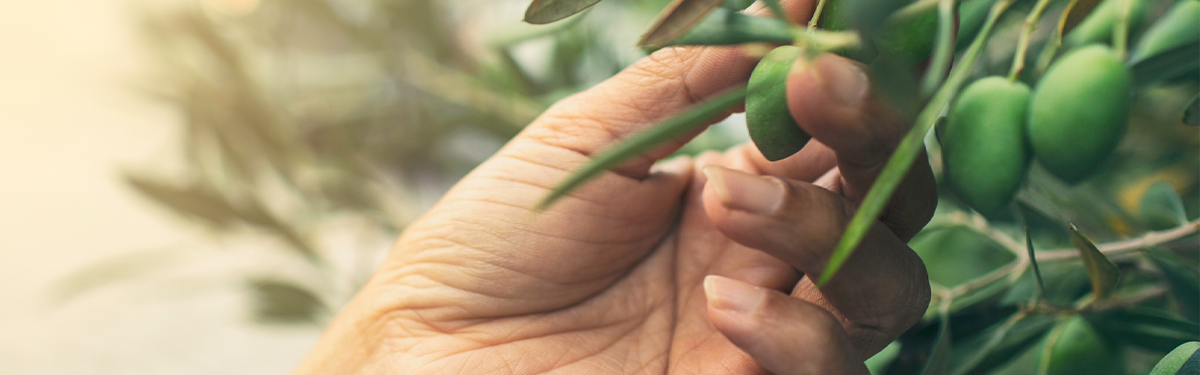 Une main qui cueille des olives sur une branche