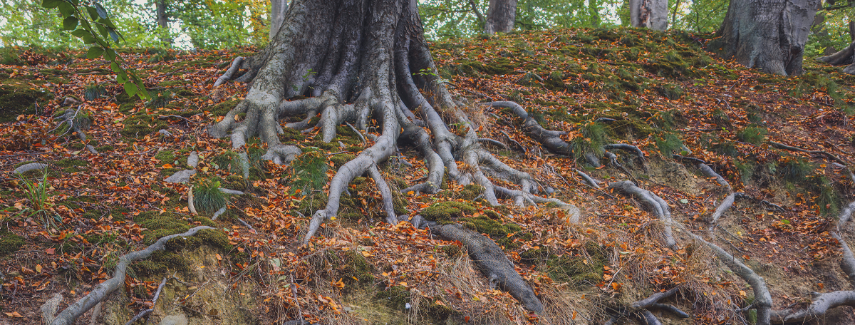 Tree roots
