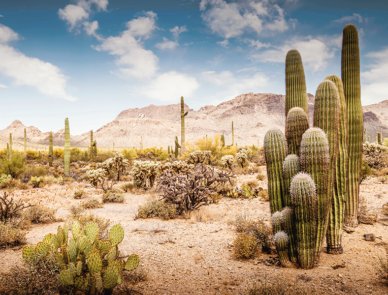 Desert landscape with cactuses and mountains in the background
