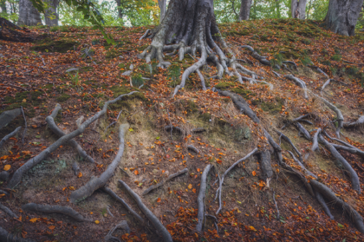 Tree roots